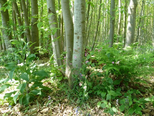 Forestry Journal: Sweet chestnut grown and cut according to recommended coppicing cycles provides an ideal habitat for flora and fauna.