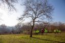 DEFRA and Forest for Cornwall form tree-planting partnership