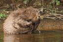 Beavers taking a bite out of cricket
