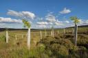 Cash boost will see millions of trees planted in new bid to hit England's targets