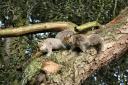 Tech ‘could control grey squirrel numbers’