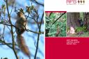 Grey squirrels ‘remain top threat to broadleaf woodland’