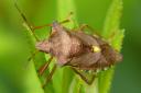 Brown marmorated stink bug is closely related to, and not unlike, a number of British native shield bugs such as the forest shield bug shown here (picture: Dr Roderick Robinson).
