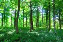 Fourth Woodland Carbon Guarantee auction dates announced