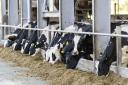 Demand for dairy is expected to improve in the second half of the year