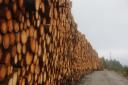 The strategy will aim to increase the amount of home-grown timber used in the UK
