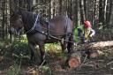 Horse logging is among the highlights across the full APF
