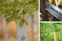 FJ looks at a range of products to protect your trees