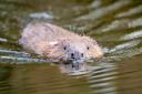 Beavers have been reintroduced across the UK