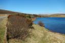 Loch of Voe is community woodland, which had its first plantings in 1985.