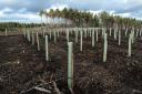 UK forestry wants to see conifers sunk into the earth, not talk over the turf.