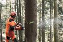 Chainsaw operatives are being sought by Scottish Woodlands