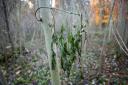 Ash dieback is currently sweeping through the nation's ash trees
