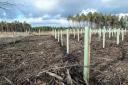 England, like all the UK nations, is failing to even get close to its tree-planting targets