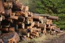 MPs recently concluded there was no clear plan for the UK's timber industry - but does anyone outside of forestry care?
