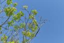 Ash dieback is set to wipe out millions of the UK's ash trees