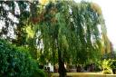 The weeping beech tree is clearly the centrepiece of the property.