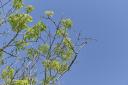 Ash dieback could wipe out as many as 80 per cent of the UK's ash trees