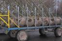Rootballs loaded for dispatch, but are they correctly prepared or not?