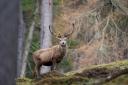 Red deer can pose a threat to Scotland's woodlands