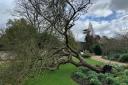 The tree at Cambridge University’s Botanic Garden, a clone of Sir Isaac Newton’s apple tree, fell in a storm in 2022
