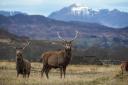Scotland's red deer population is estimated to have exceeded one million