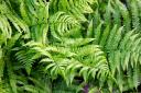 Bracken is the most common fern in the UK