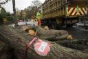 Thousands of trees were felled in the city