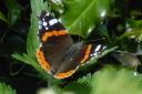 Red admiral butterfly appears to have responded well to the warming climate with more adults now overwintering in THE UK rather than returning (migrating) to southern Europe to escape winter in the UK .