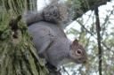 Grey squirrels are calculated to cost the UK £37 m per year in lost timber value, but authorities seem reluctant to take serious action.