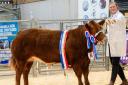 Neil Slack's overall commercial champion was the Limousin cross heifer Pepper