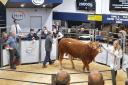 Limousin bulls averaged £8405.45 at Carlisle