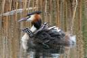 Iain Scott's image of a great crested grebe and chicks, known as humbugs, at Killingworth Lake, North Tyneside