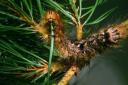 Pine tree lappet moth caterpillar snacking on a pine needle (image: Forest Research).