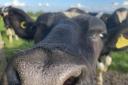Sonia Benson's picture of a friendly cow
