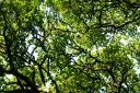 Forestry Commission launches new Tree Production Innovation Fund