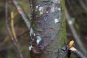 Tree disease Phytophthora pluvialis found in Cornwall