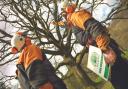 The AA Approved Contractors Scheme is vital for tree surgeons