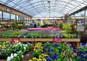 Garden centres reopen in England