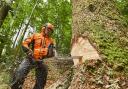 Four months on the forestry industry is still picking up the pieces