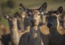 Falling demand for venison threatens woodland