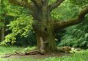 Greater protection for sweet chestnut trees in England