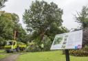 Hundreds of trees to be cut down as 'devastating' disease threatens city