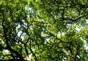 Forestry Commission launches new Tree Production Innovation Fund