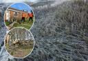 Scottish Forestry bosses are bracing themselves for more Windblow damage after new storms hit the UK (main picture: windblow damage caused by Storm Arwen)