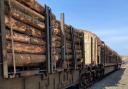 Timber ready to be transported to Chirk (all pictures: Network Rail)