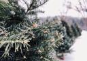 Stock image of Christmas trees