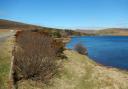 Loch of Voe is community woodland, which had its first plantings in 1985.