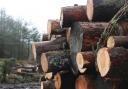 The report concluded all commercial conifer plantations should lose access to public cash