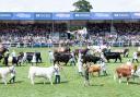 The iconic sight of the livestock parade at the Royal Highland - one of the most spectacular views in the world of agricultural shows